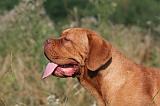 DOGUE DE BORDEAUX 475